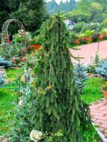 Weeping Conifer Tree In The Garden
