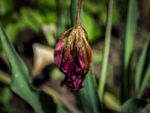 Wilted Diseased Tulip Plant