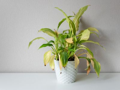 Potted Houseplant With Brown-Yellow Leaves