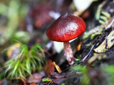 A Red Wine Cap Mushroom
