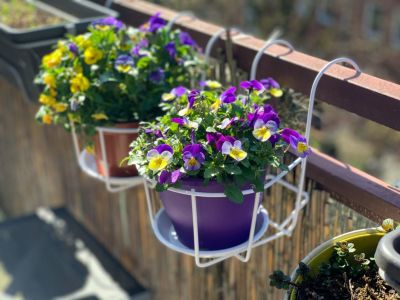 Potted Flower In Balcony Planters