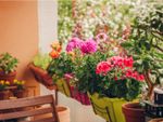 Balcony Potted Plants And Flowers
