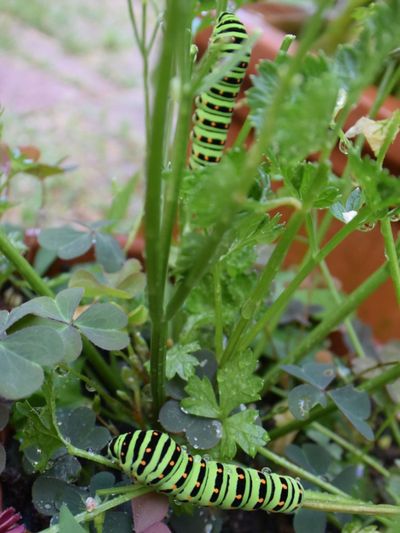 Pests On Potted Plants