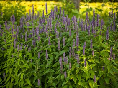 Purple Medicinal Herbs