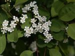 White Many-Flowered Cotoneaster Shrub