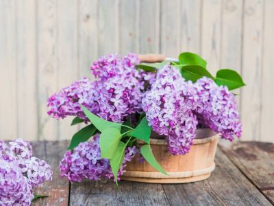Wooden Basket Full Of Purple Lilac Flowers