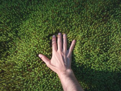 Hand On A Moss Lawn