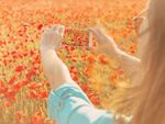 Person Taking A Picture Of A Field Of Red Flowers