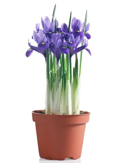 Potted Iris Flowers
