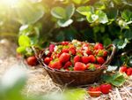 Basketful Of Fresh Strawberries In The Garden