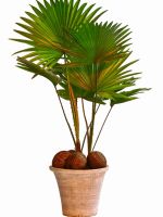 Indoor Potted Fan Palm Tree