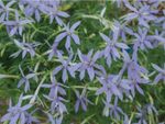 Star-Shaped Blue Amsonia Plants