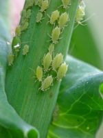 Tiny Green Insects On A Plant