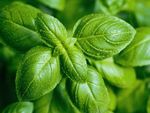 Green Italian Herbs