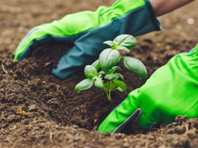 Green Garden Gloves Planting A Plant Into Soil