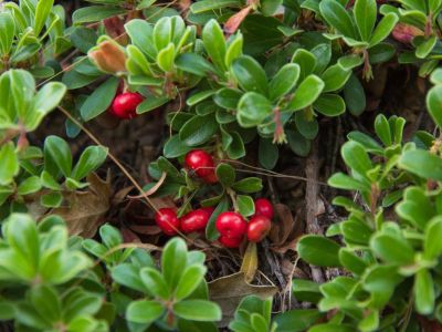 Bearberry Ground Cover With Red Berries