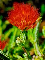 Red Beaufortia Plants