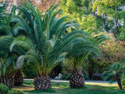Fusarium Wilt On Palm Trees