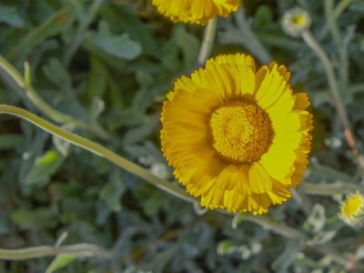 How to Grow And Care for Desert Marigolds  