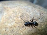 A Carpenter Ant On A Rock