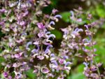 Purple Clary Sage Herbs In The Garden