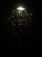 Insects Surrounding A Bug Light In The Dark