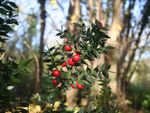 Butcher's Broom Plant With Red Berries
