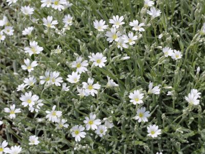 White Flowered Snow In Summer Ground Cover Plants