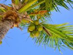 Diseased Coconut Tree