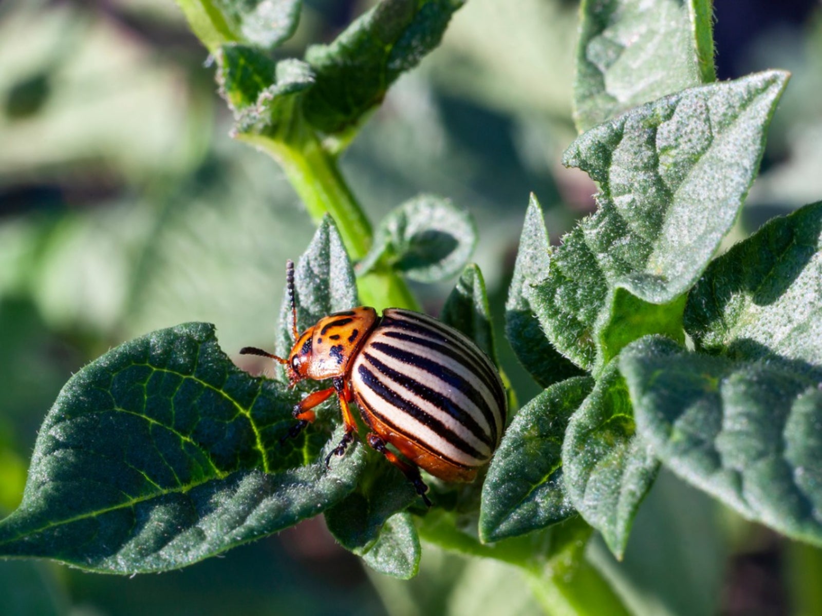 Controlling Colorado Potato Beetle How To Prevent Potato Beetles