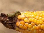 A Corn Earworm