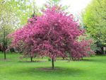 Small Pink Flowering Tree