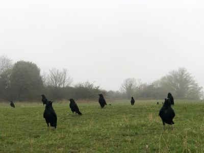 Crows Damaging Grass