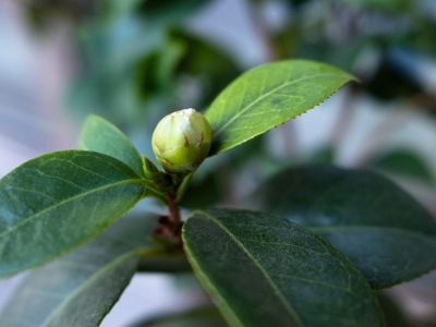 Bud On Camellia Plant
