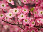 Pink-White Flowering Dogwood Tree