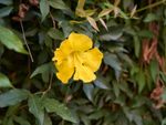 Cat's Claw Vine Plant With A Yellow Flower