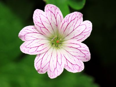 Alpine Geranium White Flower With Pink Veins