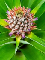 Colorful Variegated Pineapple Plant