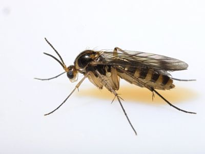 A Fungus Gnat Insect