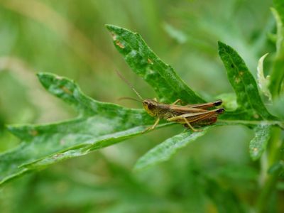 A Grasshopper On A Green Leaf