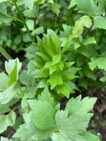 Lovage Plants In The Garden