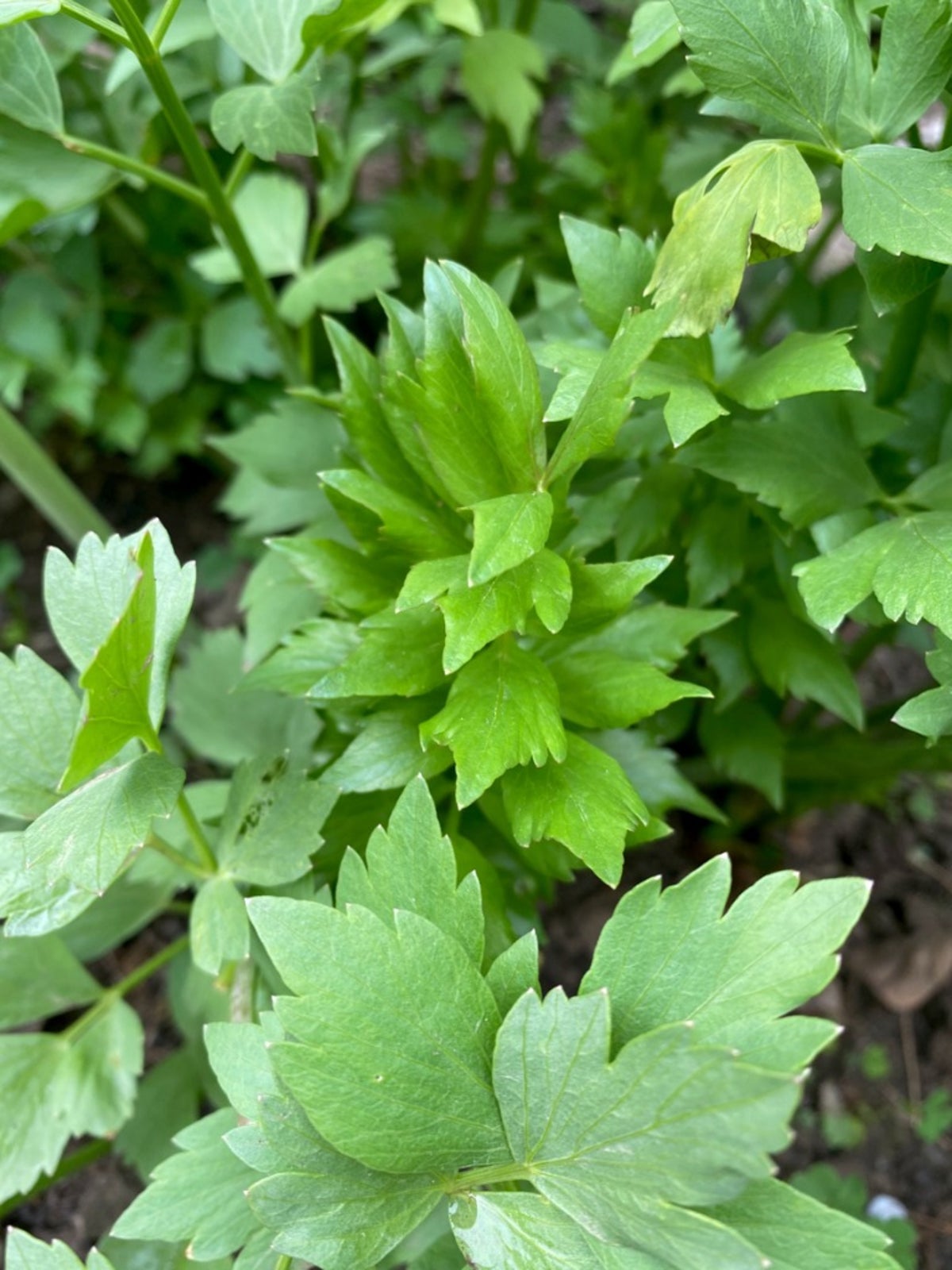 lovage herb - how to grow lovage