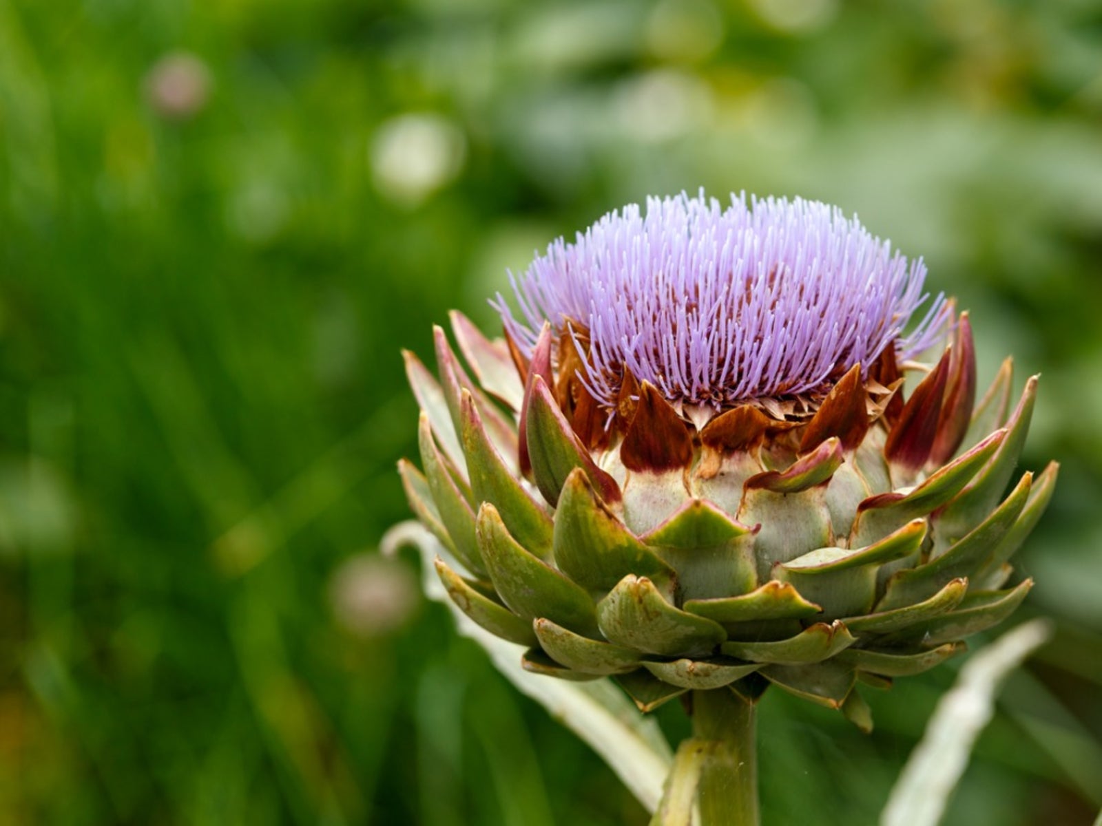 What Cardoon - Planting Information