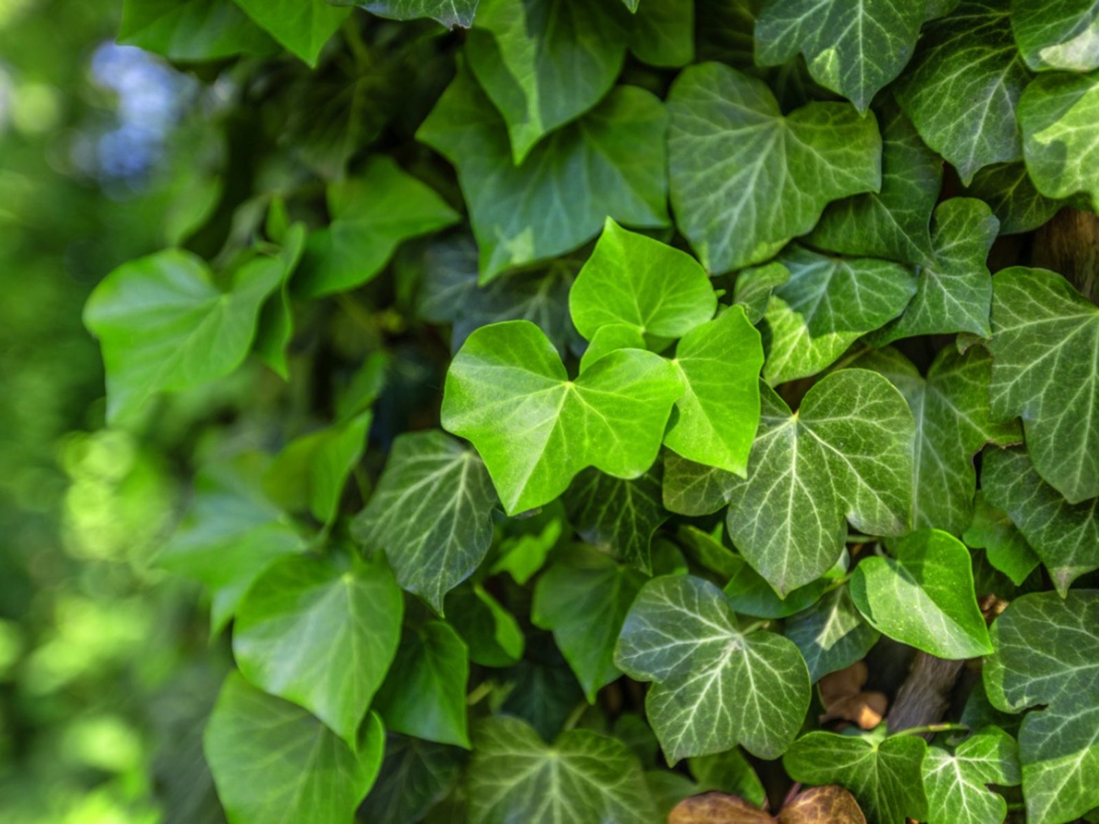 English Ivy Plants: Growing Information And English Ivy Care