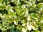 Griselinia Shrubs With Evergreen Foliage