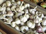 Box Full Of Garlic Bulbs