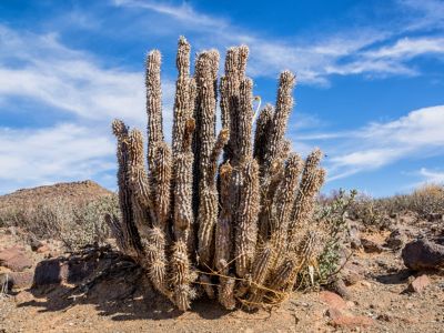 Tall Cactus-Like Hoodia Plants In The Desert
