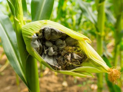 Corn Smut Fungus In Corn Husk