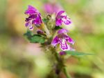 Spotted Deadnettle Ground Cover