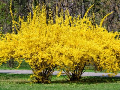 Yellow Forsythia Bushes